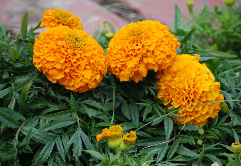 Image of Tagetes erecta specimen.