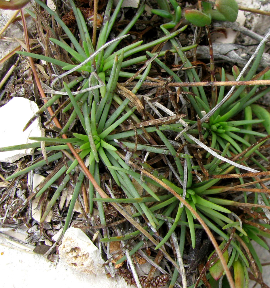 Image of Plantago crassifolia specimen.