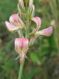 Onobrychis viciifolia. Часть соцветия. Украина, г. Запорожье, о-в Хортица, разнотравный участок в северной части острова. 24.06.2011.