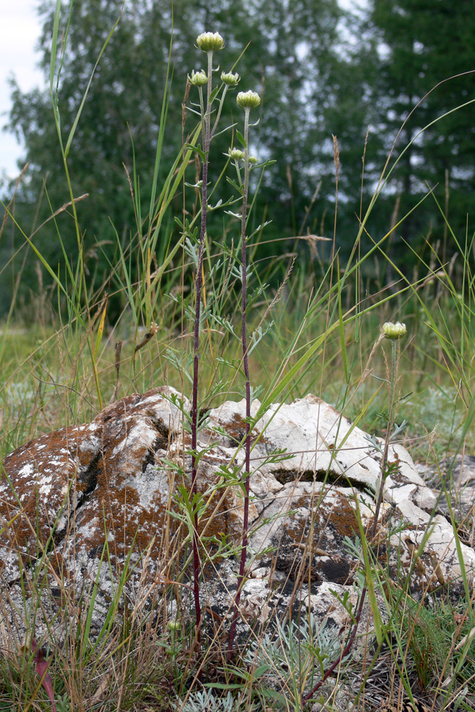 Image of Chrysanthemum zawadskii specimen.