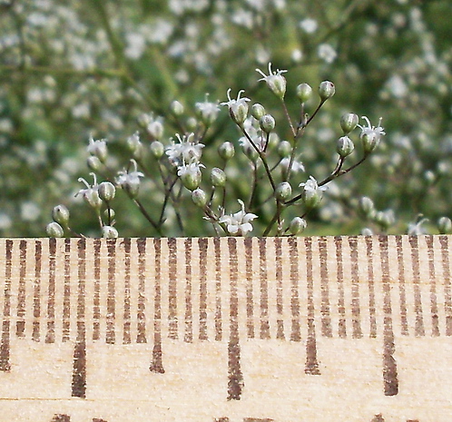 Image of Gypsophila paniculata specimen.