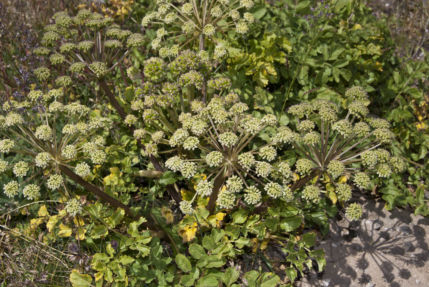 Изображение особи Archangelica brevicaulis.