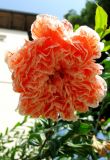 Смотреть изображение Punica granatum