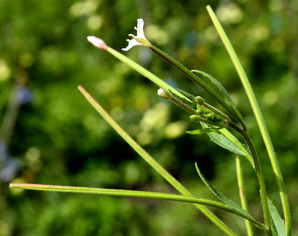 Image of Epilobium maximowiczii specimen.