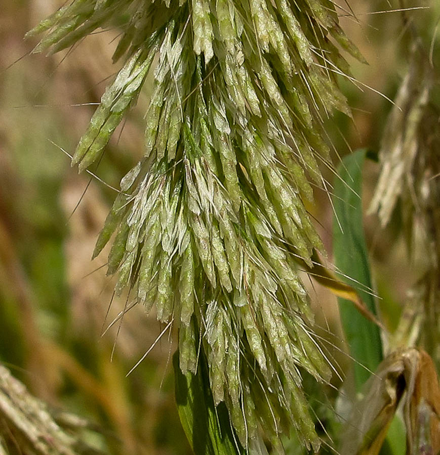 Image of Lamarckia aurea specimen.