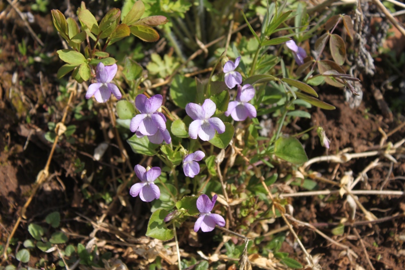 Image of Viola rupestris specimen.