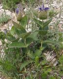 Clematis integrifolia. Зацветающее растение. Украина, Крым, Ялтинский горно-лесной природный заповедник, Ай-Петри. 23.05.2013.