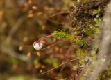 Harrimanella hypnoides. Расцветающее растение на отвесном склоне СВ экспозиции в месте позднего схода снега. Окр. г. Мурманск, 15.06.2013.