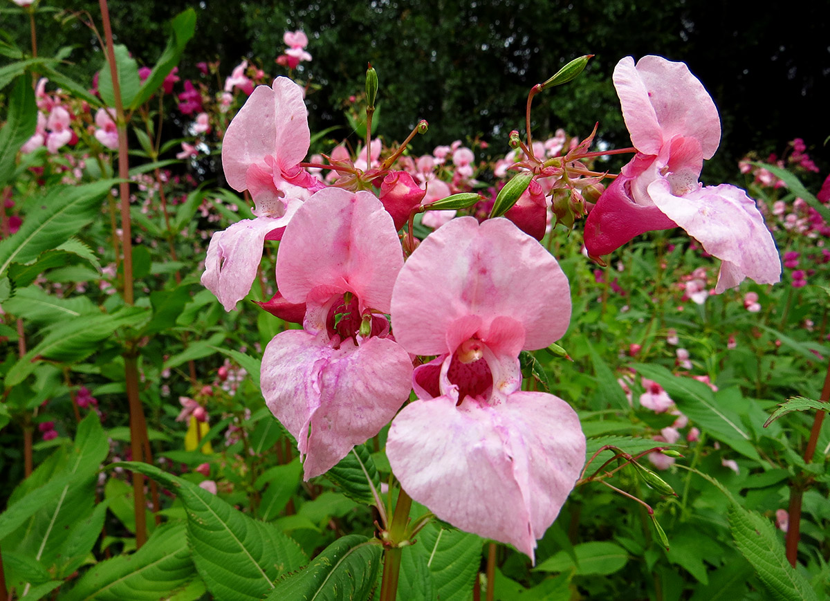 Image of Impatiens glandulifera specimen.