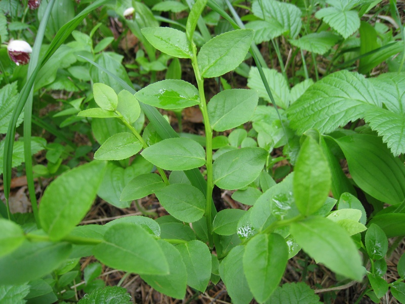 Image of Vaccinium myrtillus specimen.