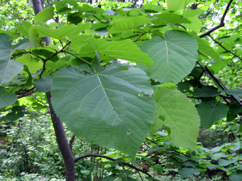 Image of Tilia americana specimen.