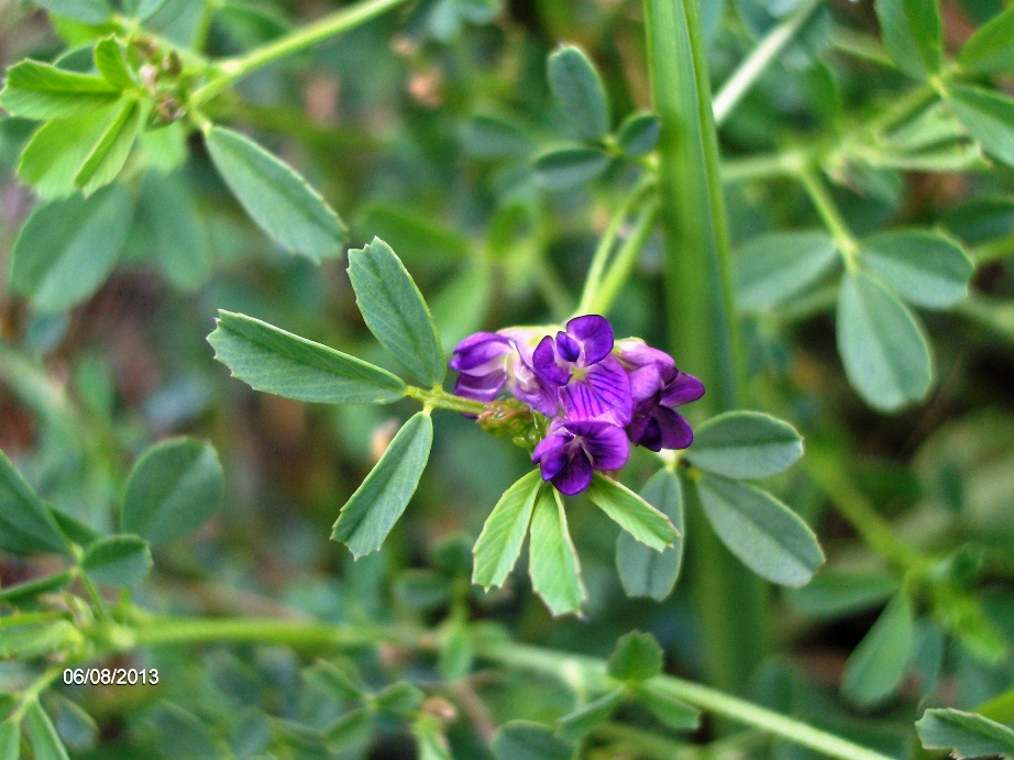 Image of Medicago sativa specimen.