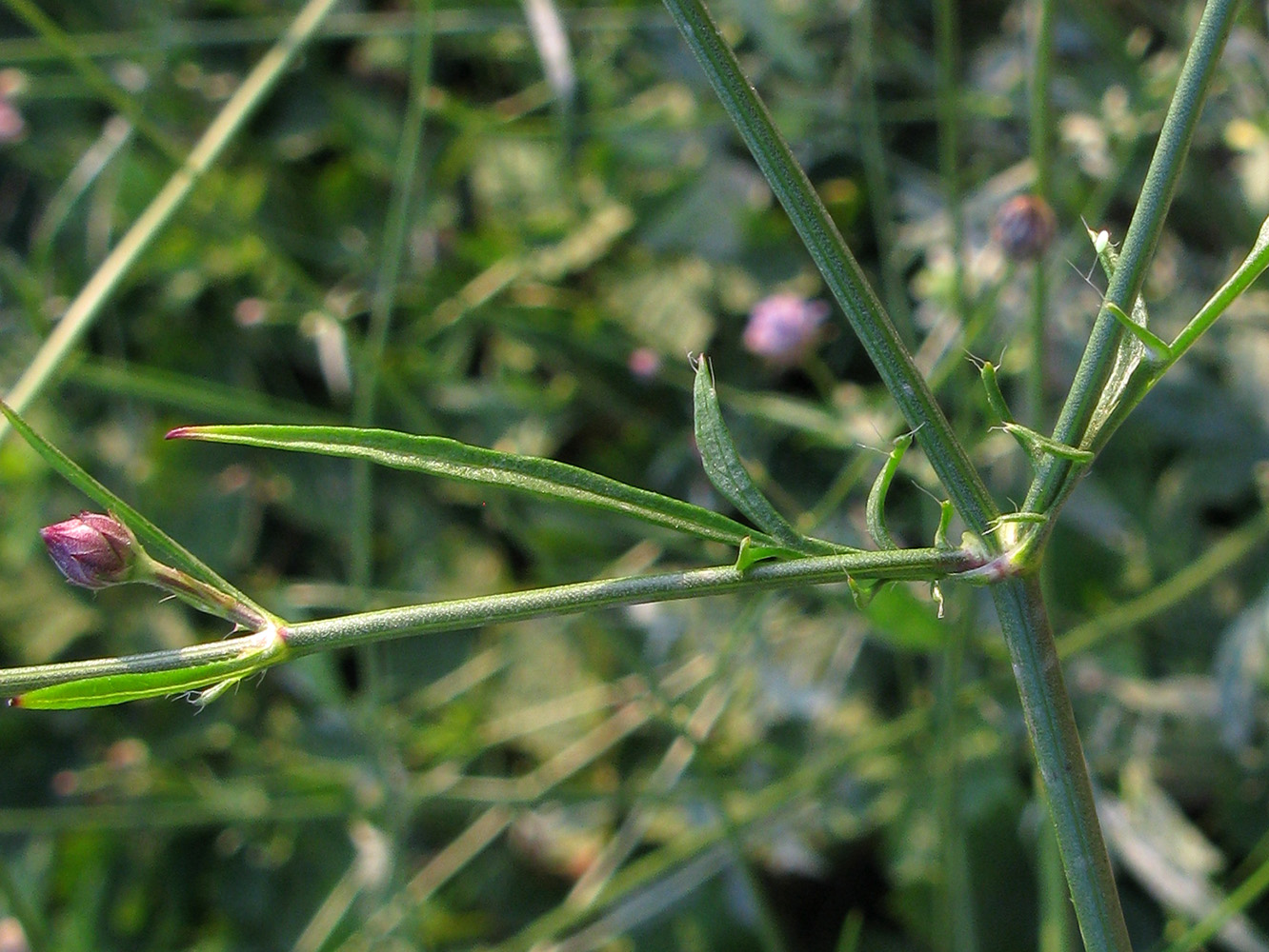 Изображение особи Cephalaria transsylvanica.