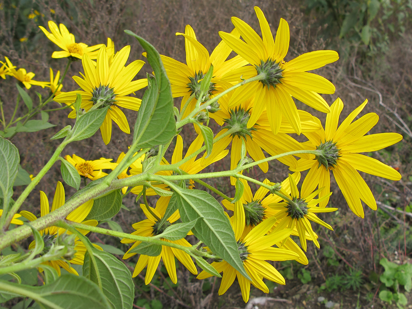 Image of Helianthus tuberosus specimen.