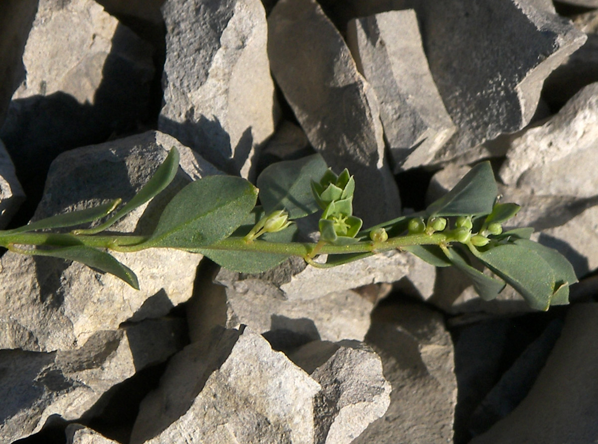 Image of Andrachne telephioides specimen.