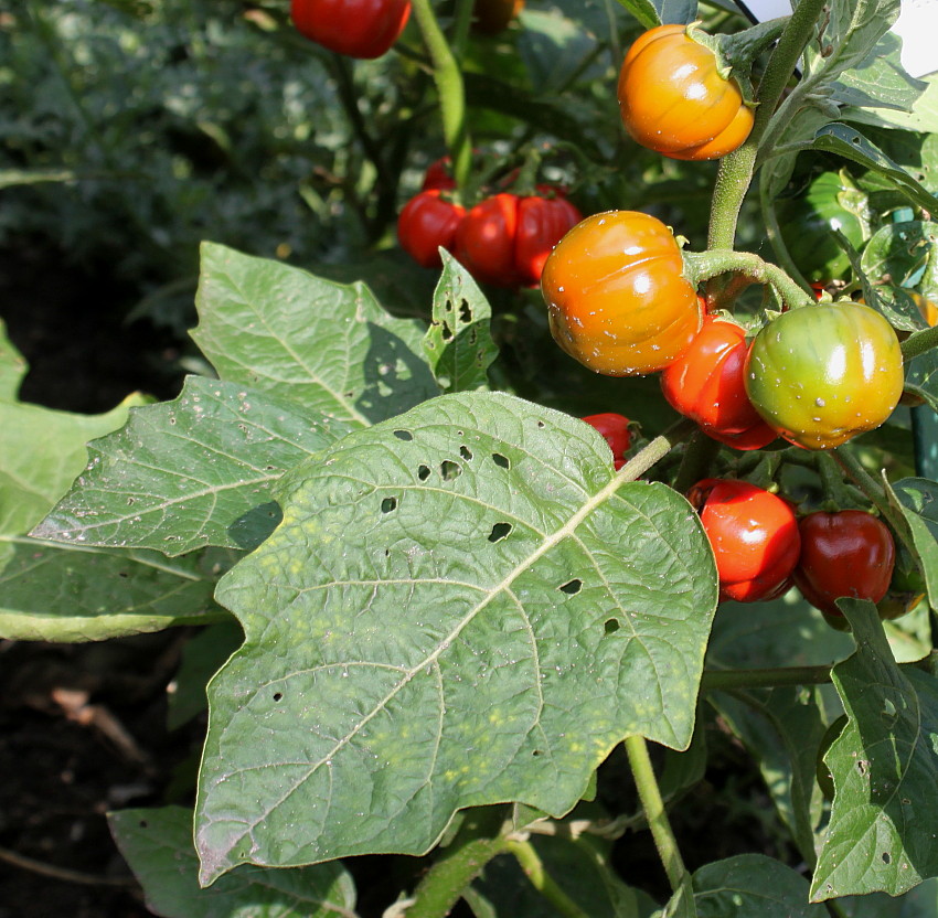 Изображение особи Solanum aethiopicum.