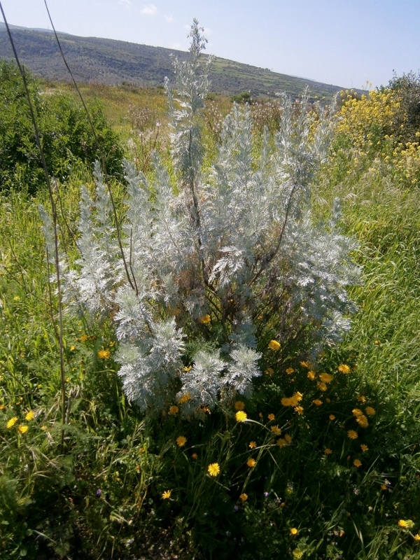 Image of Artemisia arborescens specimen.