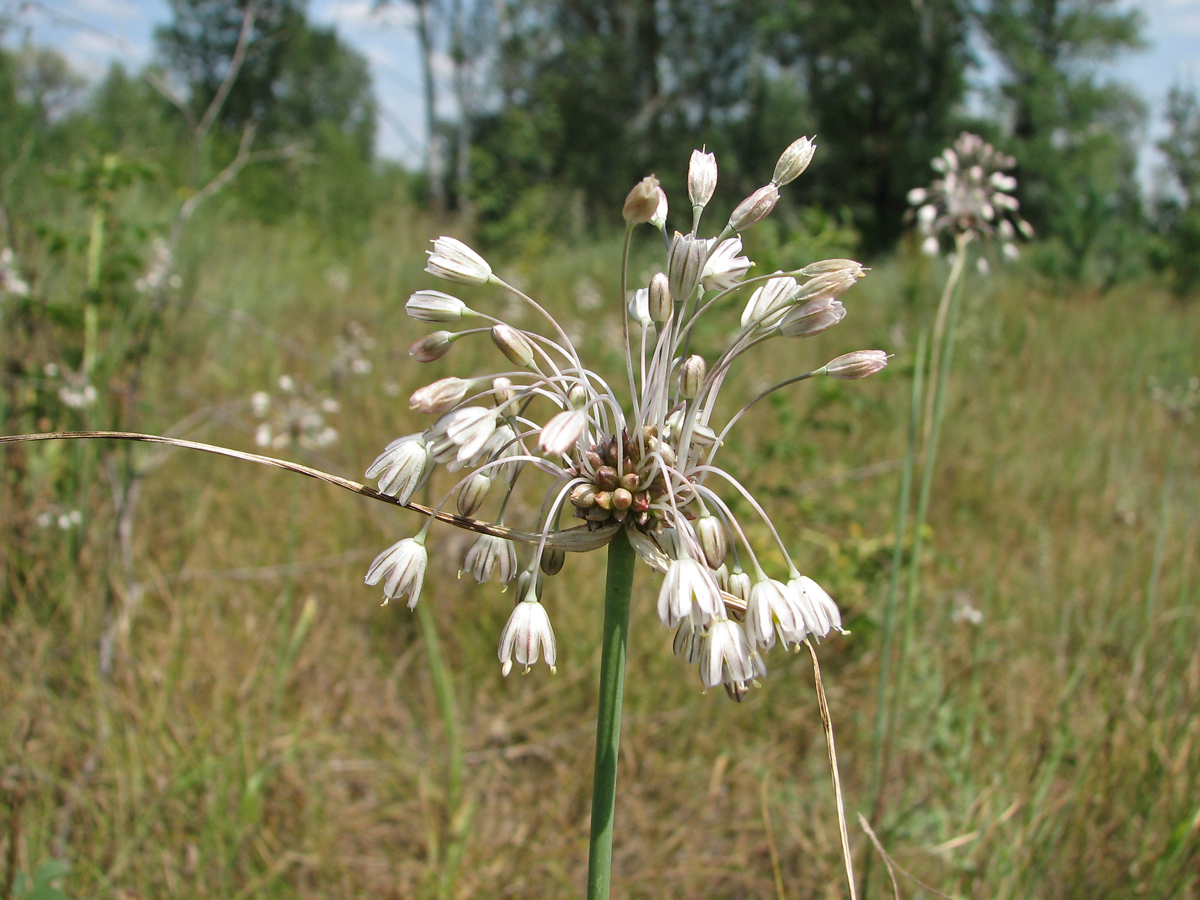 Изображение особи Allium oleraceum.