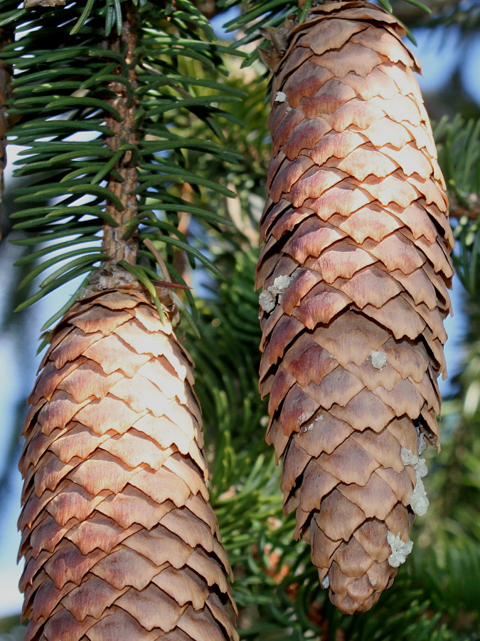 Image of Picea abies specimen.