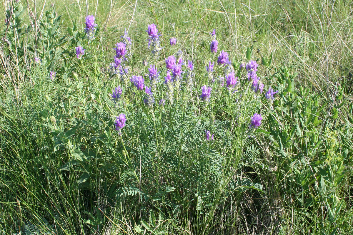 Изображение особи Astragalus onobrychis.