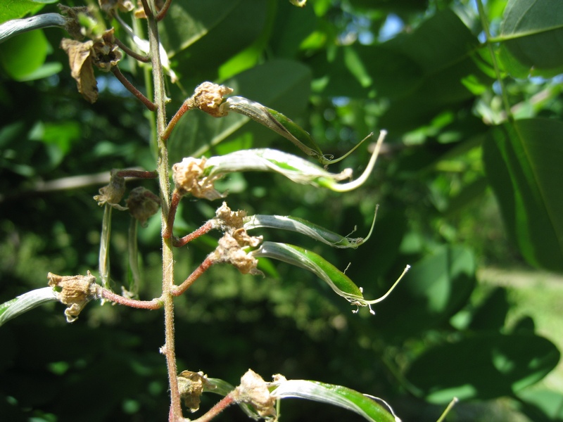 Image of Robinia pseudoacacia specimen.