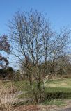 Sorbus mougeotii