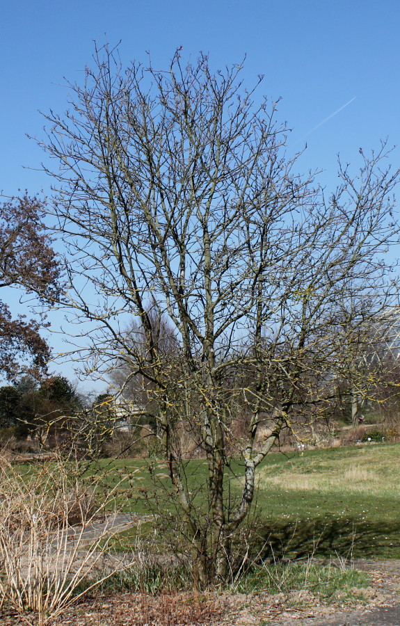 Изображение особи Sorbus mougeotii.