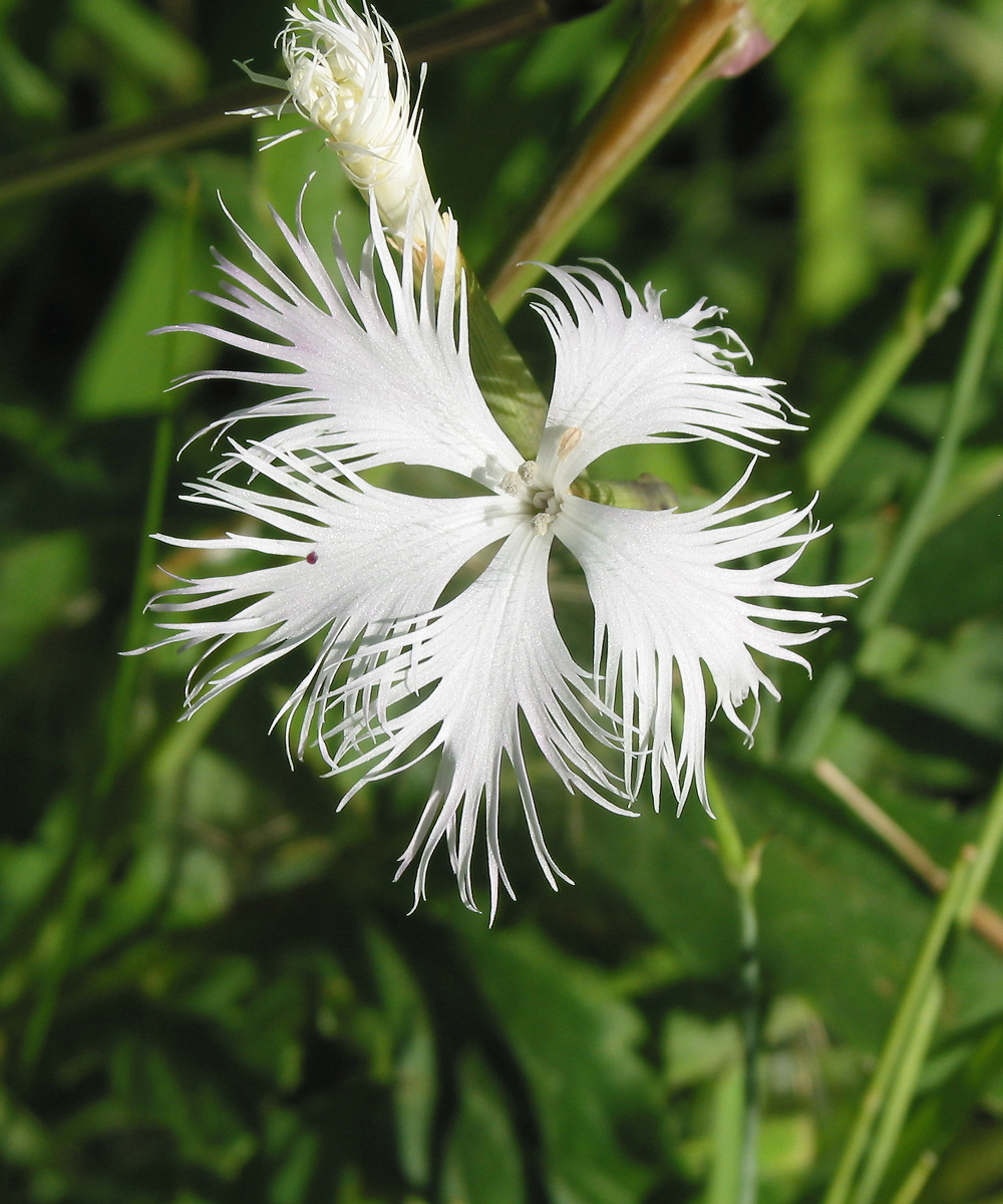 Image of Dianthus hoeltzeri specimen.