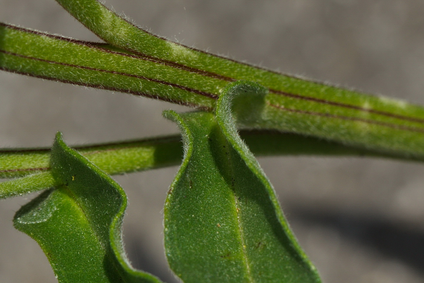 Image of Anchusa pseudochroleuca specimen.