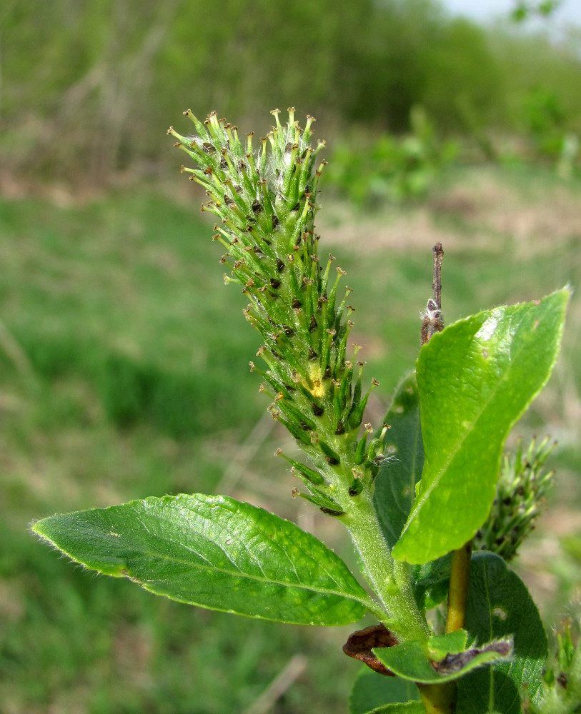 Image of Salix myrsinifolia specimen.