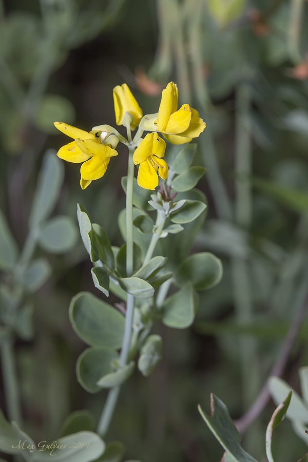 Image of Coronilla coronata specimen.