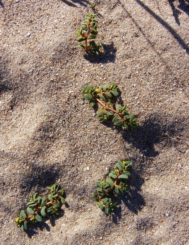 Image of Euphorbia peplis specimen.