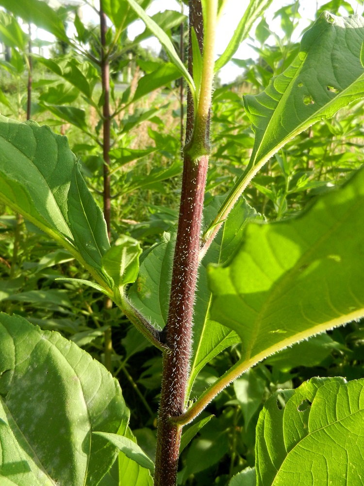 Изображение особи Helianthus tuberosus.