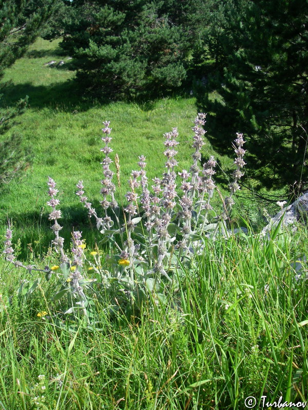 Image of Stachys germanica specimen.