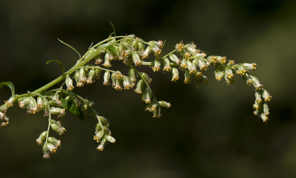 Image of Artemisia vulgaris specimen.