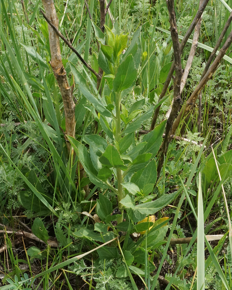 Изображение особи Lepidium latifolium.