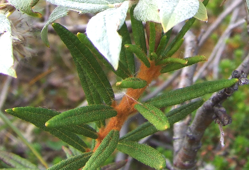 Image of Ledum palustre specimen.