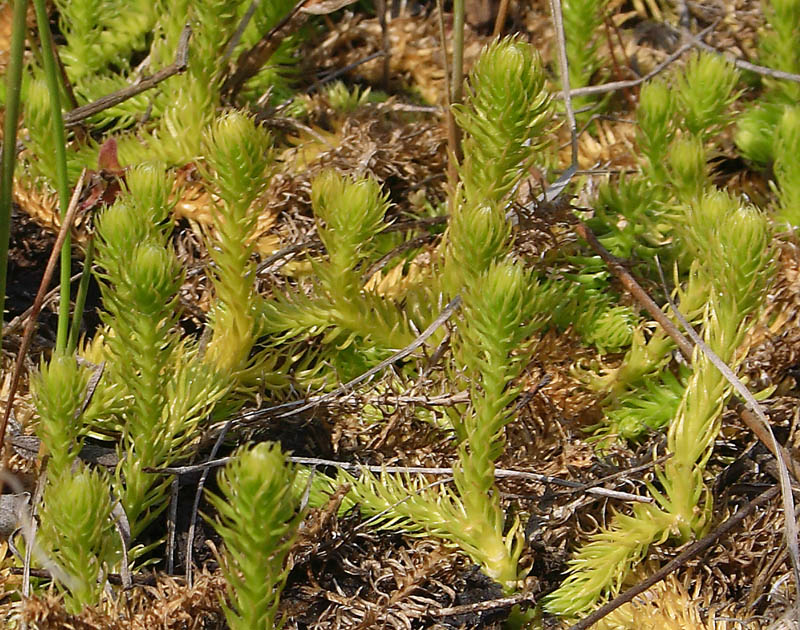 Image of Lycopodiella inundata specimen.