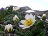 Dryas punctata