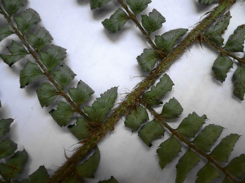 Image of Polystichum setiferum specimen.