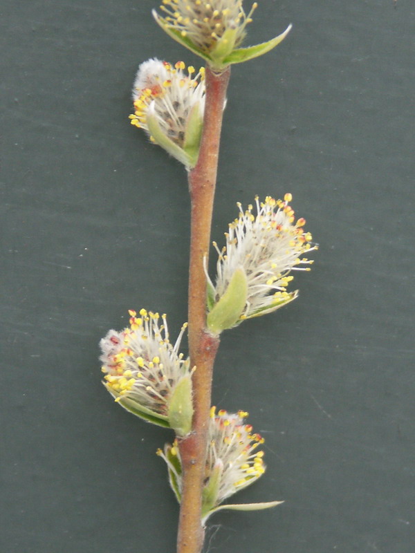 Image of Salix rosmarinifolia specimen.