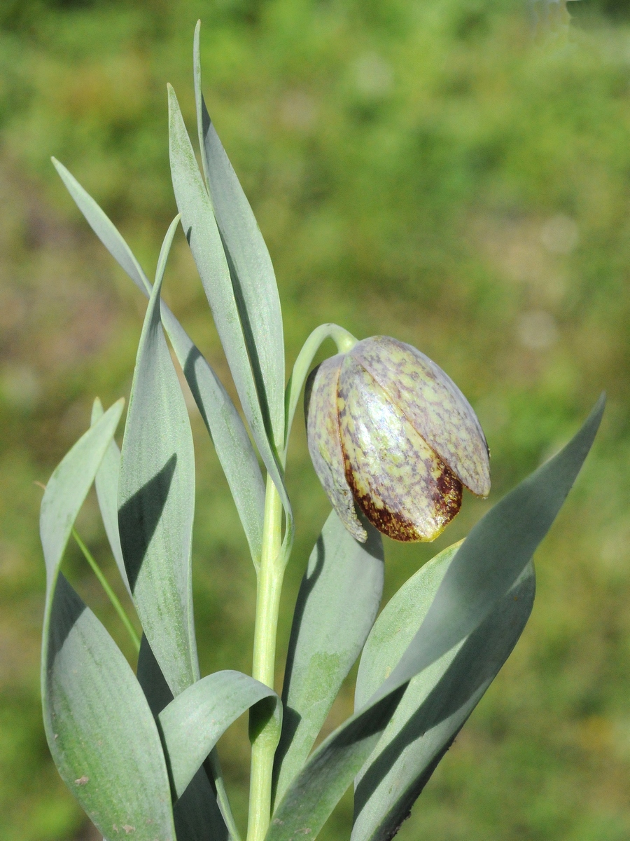 Image of Fritillaria kurdica specimen.