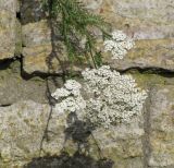 Achillea millefolium