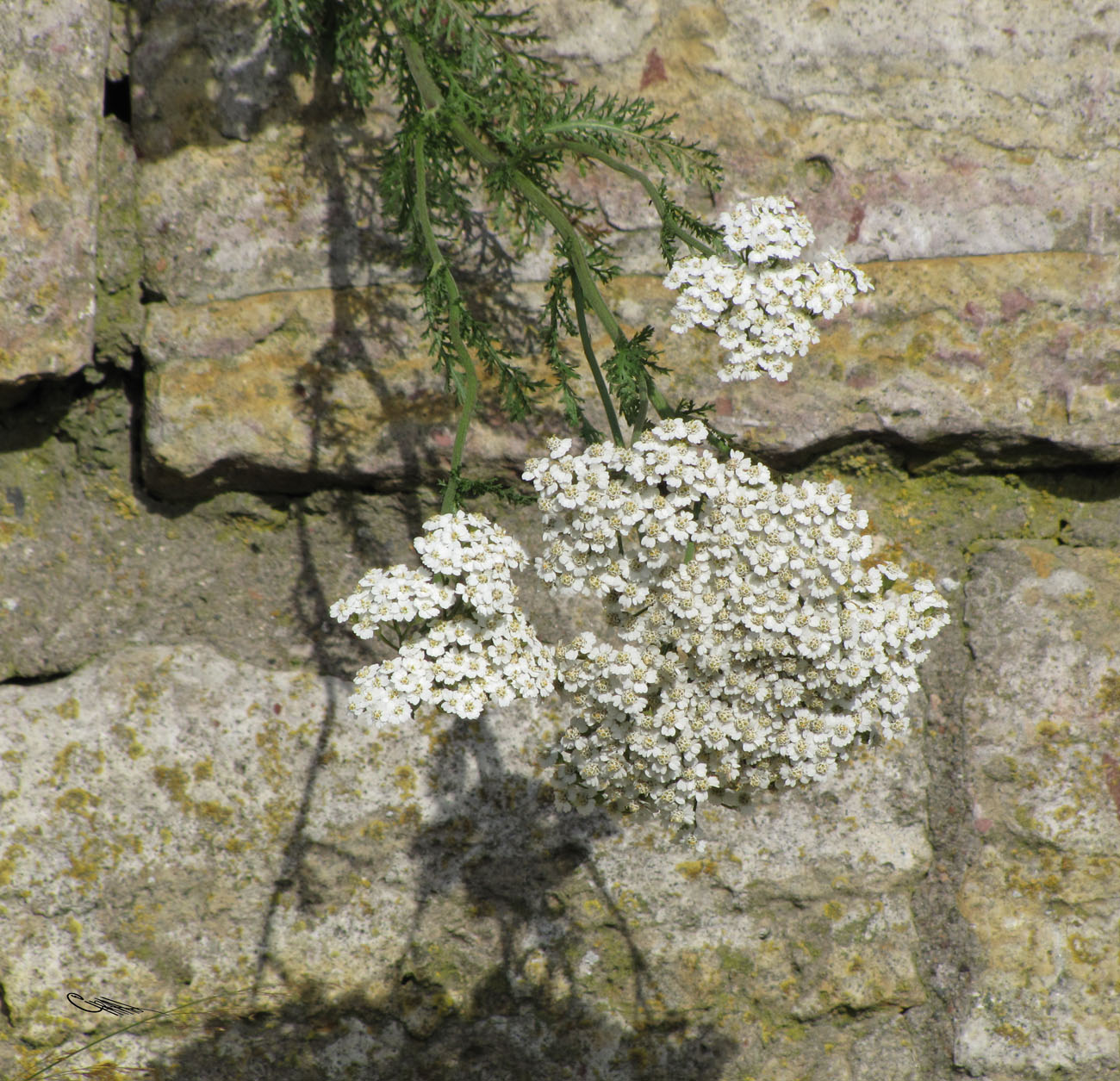 Image of Achillea millefolium specimen.