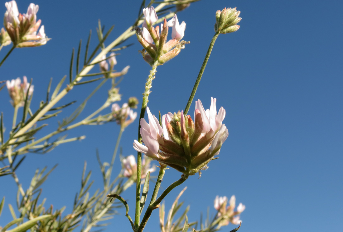 Image of Astragalus arbuscula specimen.