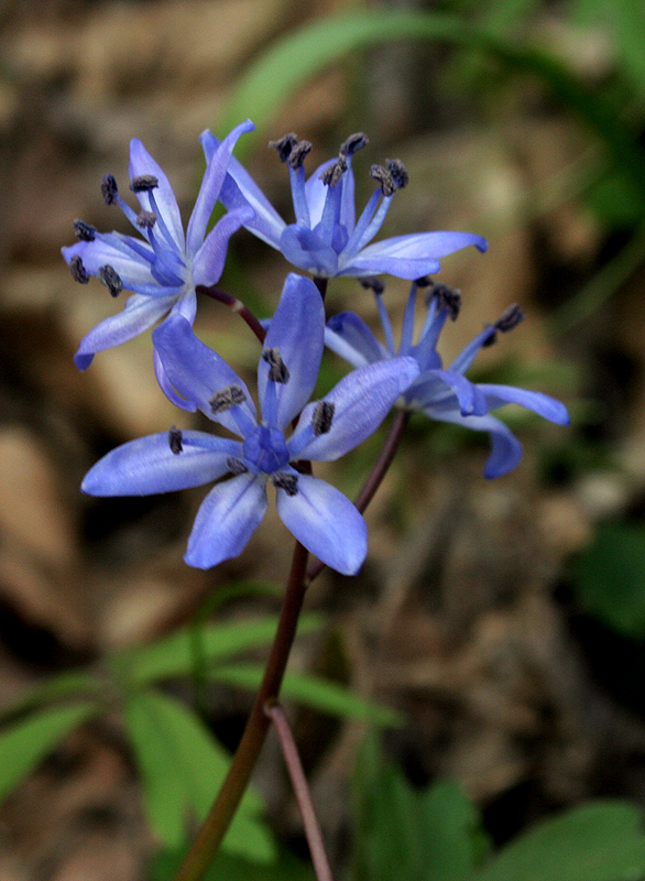 Image of Scilla bifolia specimen.