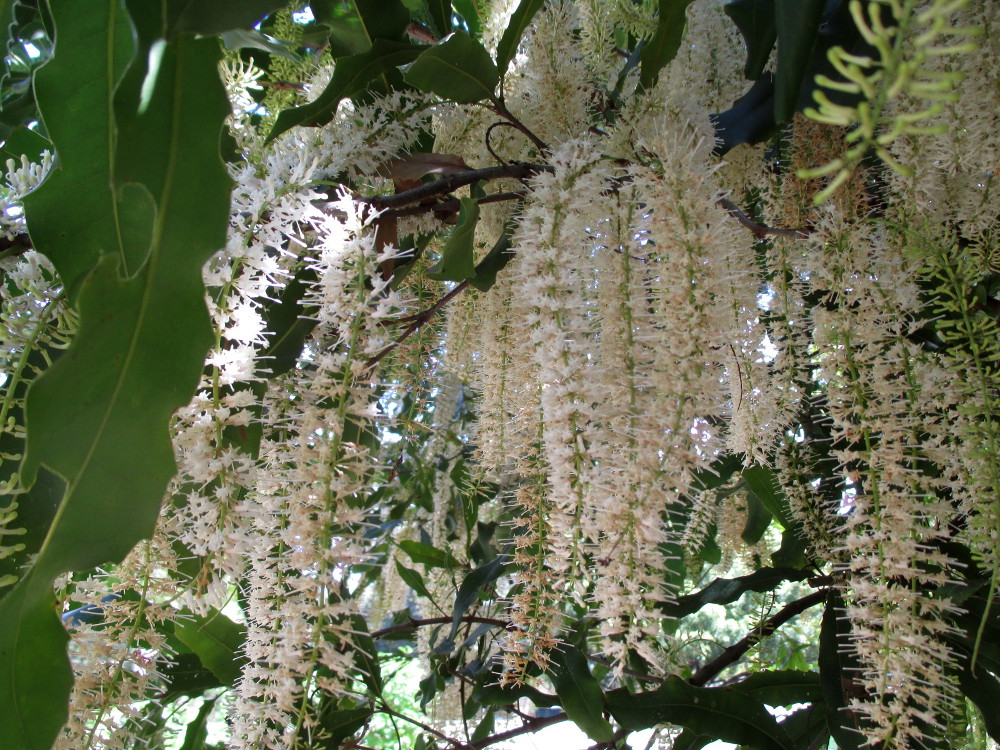 Image of Macadamia tetraphylla specimen.