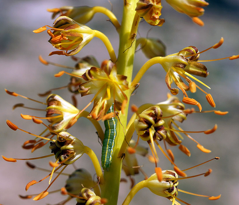 Изображение особи Eremurus fuscus.