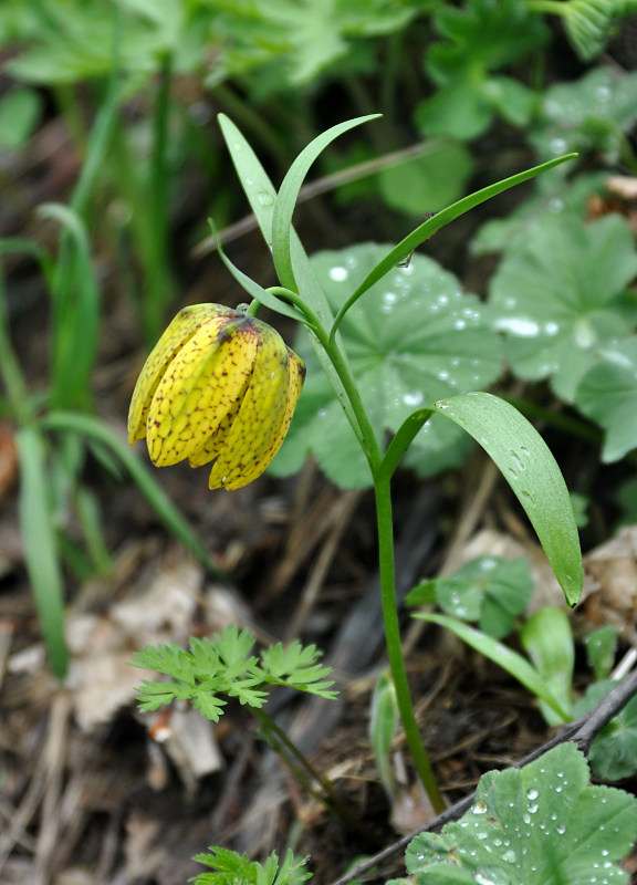 Image of Fritillaria ophioglossifolia specimen.