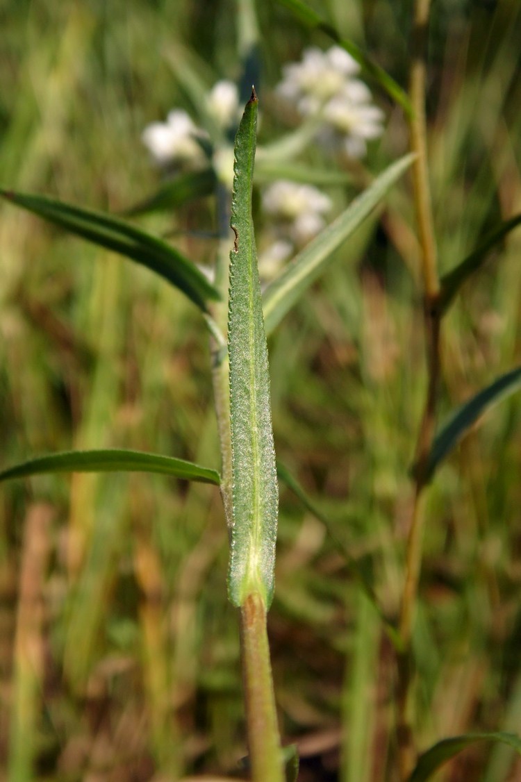 Изображение особи Achillea ptarmica.